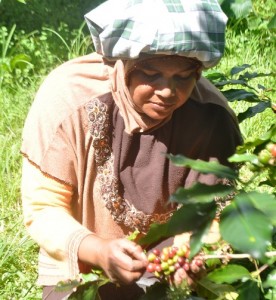Perempuan Gayo tengah petik kopi di Bener Meriah (Foto Adji K)