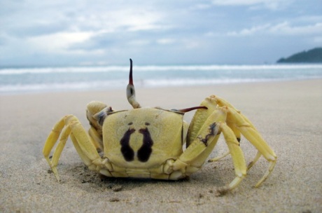 Kepiting di pasir putih Pantai Balu (Foto M Iqbal)