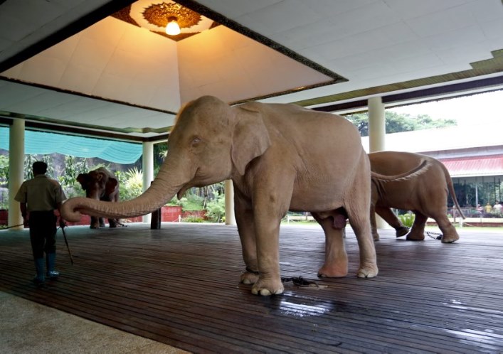 Gajah Pink (EPA/NYEIN CHAN NAING)