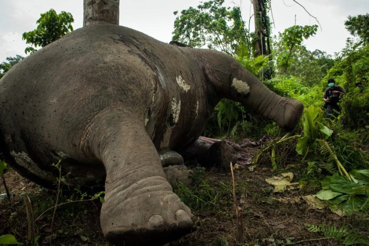 Gajah jantan 'Papa Genk' yang mati di Aceh Jaya (Foto Heri Juanda/AP Photo)