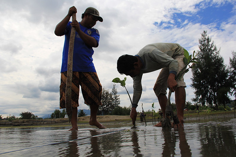 Warga Gampong Baro ikut menanam mangrove (Foto M Iqbal/SeputarAceh.com)