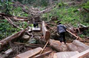 Walhi: DAS di Aceh Rusak Parah