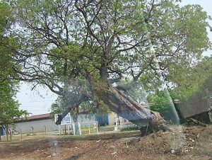 Angin Kencang Robohkan Pohon dan Rumah di Banda Aceh