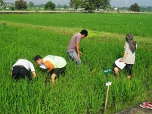 Aceh Utara Kembangkan Pola Sekolah Lapang Terpadu