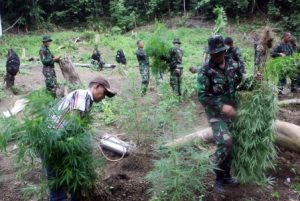 Foto: Mencabut Tanaman Ganja