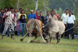 Foto: Adu Sapi di Desa Limpok