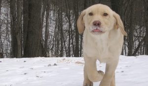 Anjing Kecil Ini Selamatkan Balita