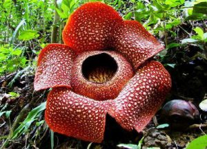 Raflesia, Simbol Pariwisata Bengkulu