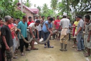 Foto: Ular Phyton di Aceh Utara