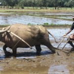 Petani sawah sedang menggunakan Kerbau untuk membajak sawah di Abdya (Foto Tarmizi Age)