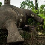 Gajah jantan 'Papa Genk' yang mati di Aceh Jaya (Foto Heri Juanda/AP Photo)