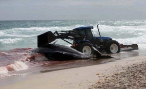 Puluhan Paus Mati di Pantai Florida