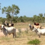 Tempat sapi Willeroo di Australia (radioaustralia.net.au)