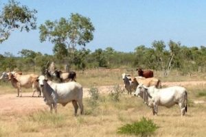 Tempat sapi Willeroo di Australia (radioaustralia.net.au)