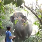 Seorang Turis Thailand Usir Gajah dengan Melambai Tangan