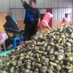 Pemilihan biji kopi Arabika Gayo (Foto Aulia Fitri/SeputarAceh.com)