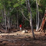 Uap panas dan belerang menyebabkan pepohonan mati di sekitar kawasan volkano Jaboi (Foto M Iqbal/SeputarAceh.com)