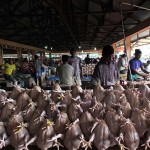 Penjual ayam potong menjual ayam seharga 35000 rupiah perekornya di pasar Lambaro, Banda Aceh (Foto M Iqbal/SeputarAceh.com)