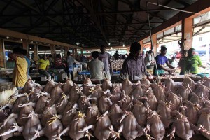 Penjual ayam potong menjual ayam seharga 35000 rupiah perekornya di pasar Lambaro, Banda Aceh (Foto M Iqbal/SeputarAceh.com)